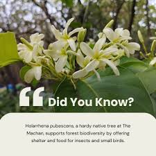 Image result for Holarrhena pubescens