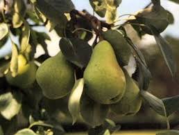 Fruit trees in north texas. Planting Fruit Trees In North Texas Premier Nursery Planting Fruit Trees Fruit Trees Fruit