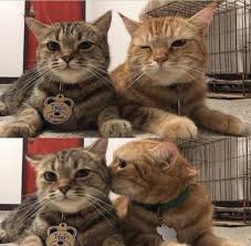 Pin By Sally Rva On Cats Cats And Kittens Cute Animals Kitten Pictures