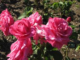 Maybe you would like to learn more about one of these? Hybrid Tea Rose Miss All American Beauty Rainyleaf