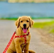 Our puppies come with complete registration, vet checked, feeding menu and a handbook. 7 Best Golden Retriever Breeders In Maryland 2021 We Love Doodles