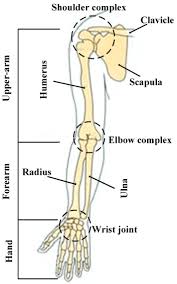Anatomy Of Upper Limb Anatomy Drawing Diagram