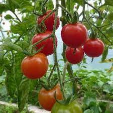 Mexican Midget Tomato Tomato Edible Landscaping Heirloom Tomatoes Varieties