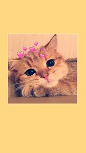 Iphone wallpapers hd download beautiful high quality free iphone background images collection for your apple iphone. Pin By Wu Tze On Wallpaperi Cute Cat Memes Cat Wallpaper Cute Baby Cats