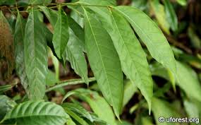 Image result for Aidia