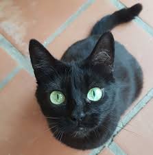 Katzen suchen ein zuhause, bad bederkesa (bederkesa). Estepona Katzen Katzen In Not Suchen Ein Zuhause Home Facebook