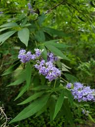 Image result for Chasteberry