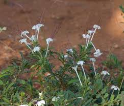 Image result for Clerodendrum ternatum