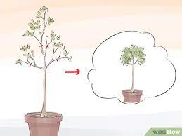 Water your tree when the top inch of the soil is dry, keeping the soil moist but not soaking is the aim. How To Prune A Standard Or Potted Fig Tree 5 Steps