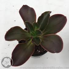 Echeveria Chocolate Echeveria Succulents Succulents Garden