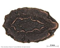 Image result for Coccinia rehmannii