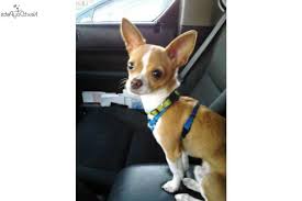 Sad sale but our older dogs aren't getting along with her. Where To Buy A Chihuahua Puppies Petsidi