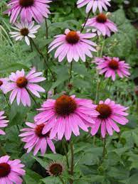 Did You Know You Could Live Longer By Eating These Herbs And Spices Echinacea Echinacea Purpurea Plants