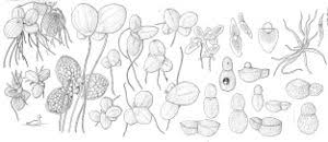 Image result for Wolffiella