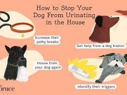 How To Stop Your Dog From Peeing In The House