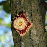 Image result for Napoleonaea septentrionalis