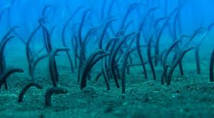 Eel Garden Garden Underwater Sea Life