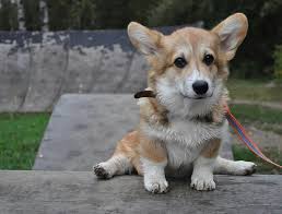 Share In Dm If You Like This Post One Of Our Favorite Pictures Of Lapushka Here She S 4 M Old Plan To Buy Corgi Clothings Cute Animals Baby Animals Corgi