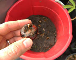 We did not find results for: Discovering Chinese Water Chestnuts Mother Earth News