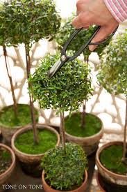 Shuffling forward on brambly limbs, this walking green hedge has the rough shape of a griffin and this ability functions as tree stride, but rather than allowing for teleportation from tree to tree, it as a standard action, a living topiary can alter itself to take on the basic form of any creature. All About Myrtle Topiaries Topiary Plants Topiary Garden Live Topiary