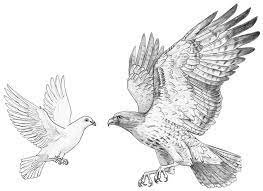 Pin On Eagle Drawing And Painting