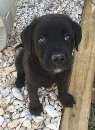 Shepherds, labradors, chihuahua puppies, terriers, hounds in ft smith, ar. Adopt Bradshaw On Petfinder Labrador Retriever Puppies Dogs Golden Retriever Labrador