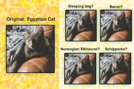 Frightened and confused, he can easily run right into traffic. Neuroscientists Find A Way To Make Object Recognition Models Perform Better Mit News Massachusetts Institute Of Technology