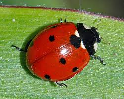 4 (378kb) content information difficulty ★★★☆☆ approx. Coccinella Septempunctata Seven Spot Ladybird An Aphid Predator For Biocontrol