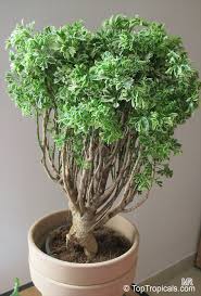 Image result for Polyscias