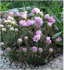 Image result for Emilia caespitosa