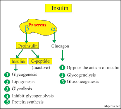 Insulin safety tips never drink insulin. Insulin Level Insulin Assay Labpedia Net