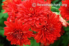 Common Name Bicolor Chrysanthemum Krumbiegel Flower Show 2016 Flowers Red With Beige Showy Double Clustered Chrysanthemum Flower Chrysanthemum Flower Show
