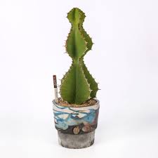 Image result for Euphorbia cooperi