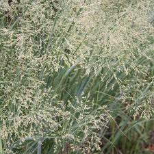 Image result for Panicum comorense