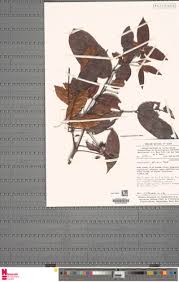 Image result for Aneulophus