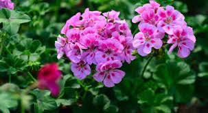 Aşk merdiveni (eğrelti otu ya da nephrolepis) hikayesini ve püf noktaları anlatıyoruz. Evinizi Cicek Bahcesine Donusturun Hangi Cicek Nasil Bakilir Yenidonem Gazetesi