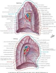 Netter Anatomy Human Anatomy And Physiology Physiology Medical Knowledge