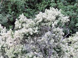 Image result for Ozoroa engleri