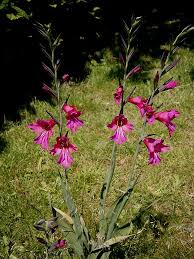 Image result for Gladiolus microspicatus