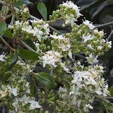 Image result for Lawsonia