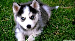 We breed and raise our puppies in a home environment with lots of care, love and attention and cages/kennels are. Husky Puppies Wallpapers Top Free Husky Puppies Backgrounds Wallpaperaccess