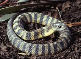 tiger snake the australian museum