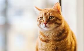 The liquid glucosamine for dogs and cats includes msm, ha, chondroitin, plus extra vitamins and minerals. Liquid Glucosamine Chondroitin For Cats Arthritis Relief For Pets Synflex