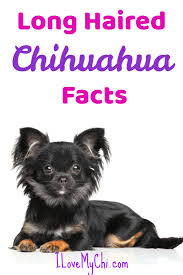 Learn how to give them the best care possible and keep them happy. Long Haired Chihuahua Facts I Love My Chi