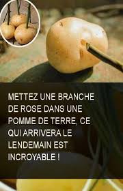 Mettez Une Branche De Rose Dans Une Pomme De Terre Ce Qui Arrivera Le Lendemain Est Incroyable Pommedeterre Pomme Incroyab Fruit Germination 300 Calories