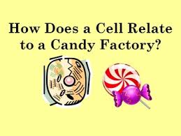 The cytoplasm contains the organelles, just like how the factory structurally, plant and animal cells are very similar because they are both eukaryotic cells. Cell Factory Worksheets Teaching Resources Teachers Pay Teachers