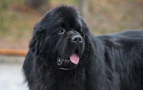 How Much Does Newfoundland Puppies Cost