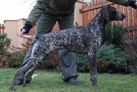 Image result for německý ohař krátkosrstý