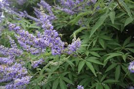 Image result for Vitex fischeri