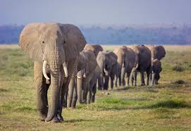 Maybe you would like to learn more about one of these? Ein Hungriger Elefant Sturmte Auf Futtersuche Durch Eine Kuchenwand